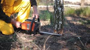 Best Tree Disease Treatment  in Gastonville, PA